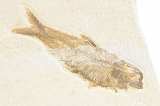 Detailed Fossil Fish (Knightia) - Wyoming #361072