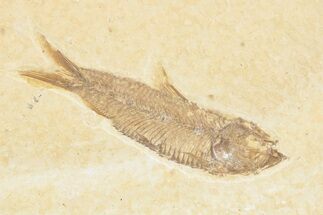 Detailed Fossil Fish (Knightia) - Wyoming #361076