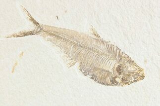 Detailed Fossil Fish (Diplomystus) - Wyoming #361090