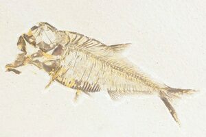 魚化石Diplomystus 500万年前ワイオミング州Green River USA 約5000万年