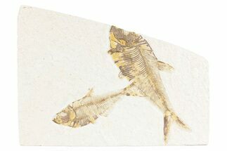Plate of Two Fossil Fish (Diplomystus) - Wyoming #361109