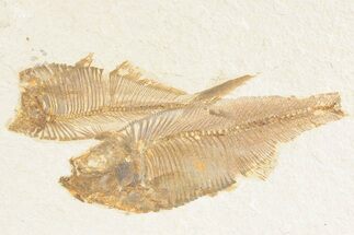 Bargain, Plate of Two Fossil Fish (Diplomystus) - Wyoming #361113
