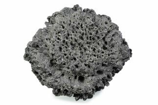 Fossil Glyptodont (Glyptotherium) Bony Armor Osteoderm - Florida #362318