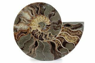 Cut & Polished Ammonite Fossil (Half) - Madagascar #362364
