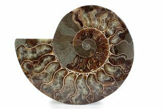 Cut & Polished Ammonite Fossil (Half) - Madagascar #362368