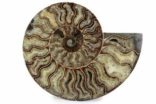 Cut & Polished Ammonite Fossil (Half) - Madagascar #362391