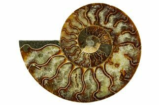 Cut & Polished Ammonite Fossil (Half) - Madagascar #362371