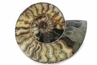 Cut & Polished Ammonite Fossil (Half) - Madagascar #362395