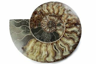 Cut & Polished Ammonite Fossil (Half) - Madagascar #362396
