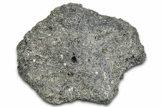 Fossil Glyptodont (Glyptotherium) Bony Armor Osteoderm - Florida #362337