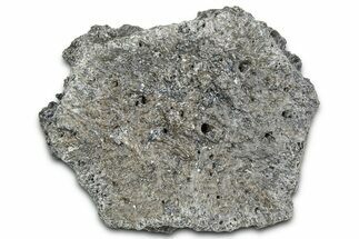 Fossil Glyptodont (Glyptotherium) Bony Armor Osteoderm - Florida #362340