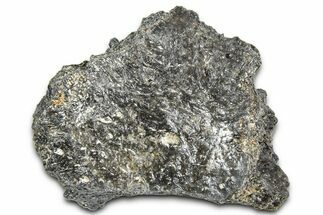 Fossil Glyptodont (Glyptotherium) Bony Armor Osteoderm - Florida #362350