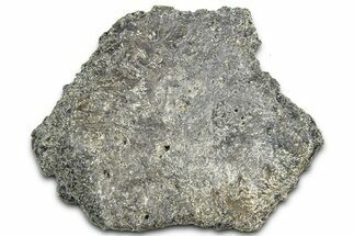 Fossil Glyptodont (Glyptotherium) Bony Armor Osteoderm - Florida #362353