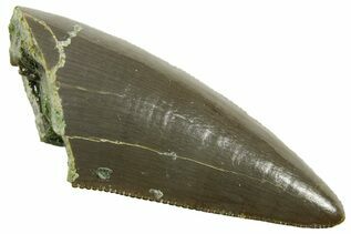 Buy Reptile, Amphibians & Synapsids