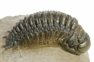 Detailed Crotalocephalina Trilobite - Atchana, Morocco #359546
