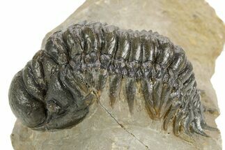 Detailed Crotalocephalina Trilobite - Atchana, Morocco #359549