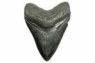 Fossil Megalodon Tooth - South Carolina #362436