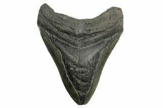 Bargain, Fossil Megalodon Tooth - South Carolina #362440