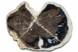 Petrified Wood (Schinoxylon) Round - Blue Forest, Wyoming #362439