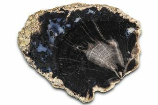 Petrified Wood (Schinoxylon) Round - Blue Forest, Wyoming #362442