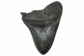 Bargain, Fossil Megalodon Tooth - South Carolina #362443