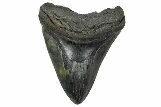 Fossil Megalodon Tooth - South Carolina #362445
