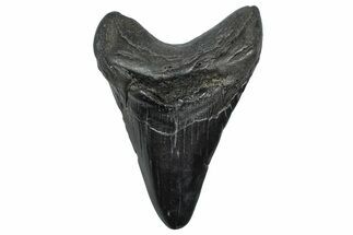 Fossil Megalodon Tooth - South Carolina #362446