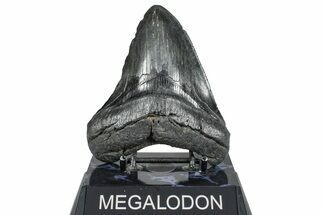 Fossil Megalodon Tooth - South Carolina #362449