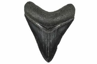 Serrated, Fossil Megalodon Tooth - South Carolina #362452