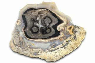 Petrified Wood (Schinoxylon) End-Cut - Blue Forest, Wyoming #362456