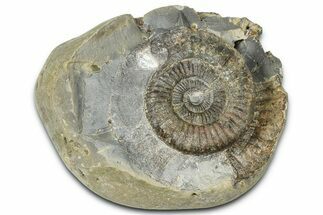 Jurassic Ammonite (Dactylioceras) Fossil - England #362468
