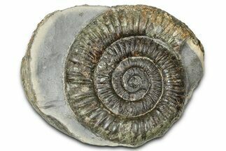 Jurassic Ammonite (Dactylioceras) Fossil - England #362470