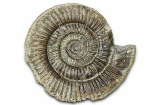Jurassic Ammonite (Dactylioceras) Fossil - England #362482