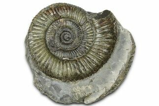 Jurassic Ammonite (Dactylioceras) Fossil - England #362485