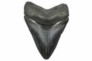 Serrated, Fossil Megalodon Tooth - South Carolina #362489
