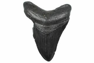Fossil Megalodon Tooth - South Carolina #362499