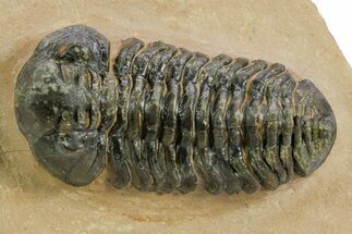 Phacopid (Acastoides) Trilobite - Foum Zguid, Morocco #359148