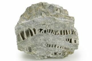 Silurian Dolostone w/ Sparkling Fossil Coral (Fletcheria) - Ohio #362621