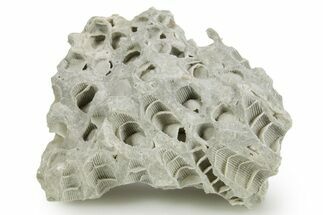 Silurian Dolostone w/ Sparkling Fossil Coral (Fletcheria) - Ohio #362630