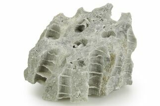 Silurian Dolostone w/ Sparkling Fossil Coral (Fletcheria) - Ohio #362636