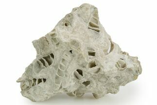 Silurian Dolostone w/ Sparkling Fossil Coral (Fletcheria) - Ohio #362639