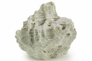 Silurian Dolostone w/ Sparkling Fossil Coral (Fletcheria) - Ohio #362646