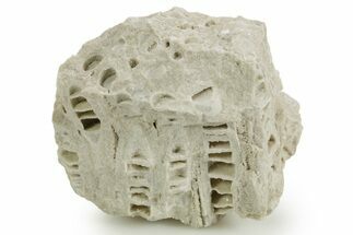 Silurian Dolostone w/ Sparkling Fossil Coral (Fletcheria) - Ohio #362647