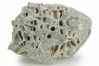 Silurian Dolostone w/ Sparkling Fossil Coral (Fletcheria) - Ohio #362654