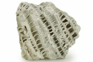 Silurian Dolostone w/ Sparkling Fossil Coral (Fletcheria) - Ohio #362659