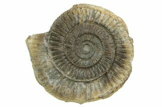 Jurassic Ammonite (Dactylioceras) Fossil - England #362496
