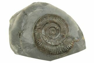 Jurassic Ammonite (Dactylioceras) Fossil - England #362501
