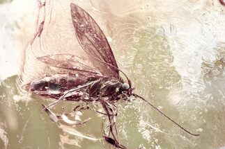 Fossil Moth (Lepidoptera) in Baltic Amber - Superb Preservation #362670