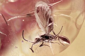 Fossil Wasps, Gnats, Woodlouse, Moth Fly & Ant in Baltic Amber #362673