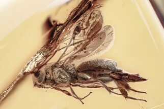 Detailed Fossil Parasitoid Wasp (Cheloninae) In Baltic Amber #362676